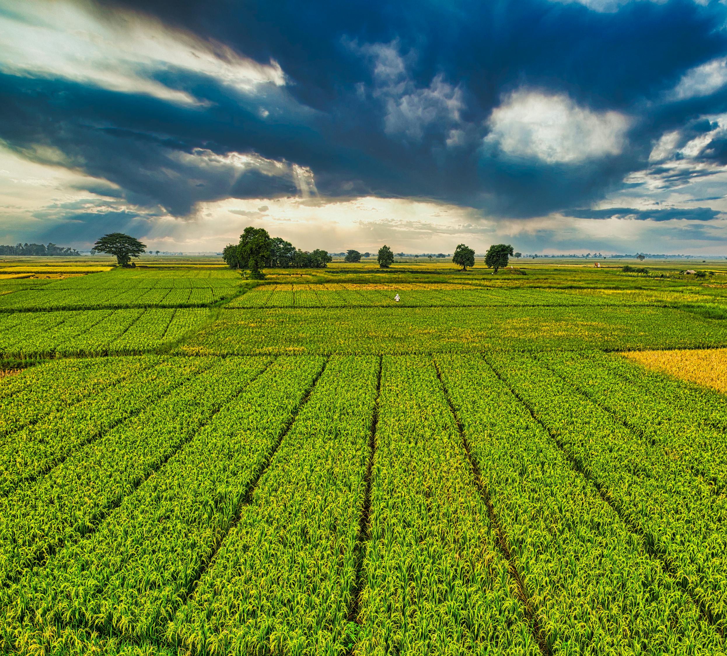 Plantation landscape