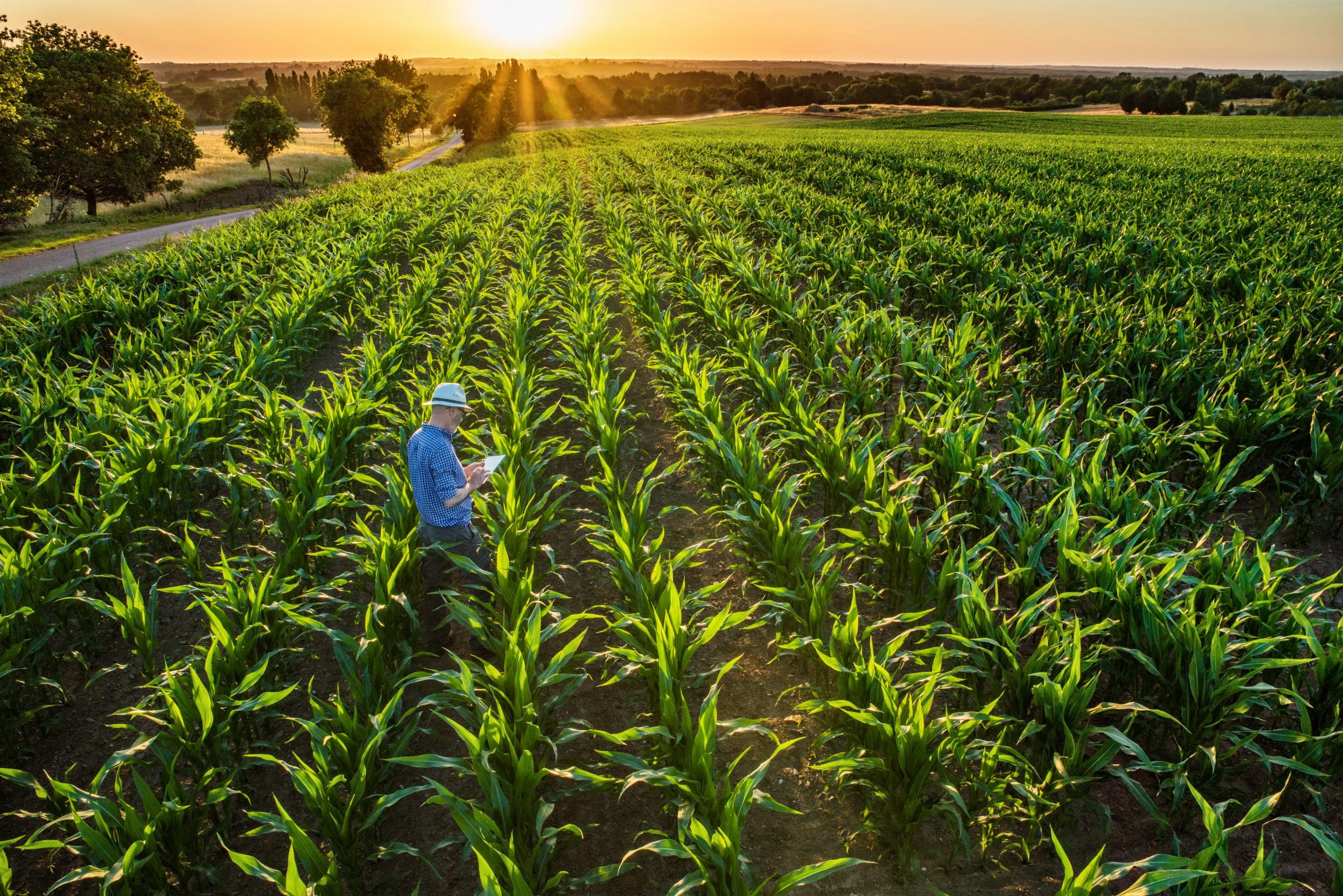 Farmer in field