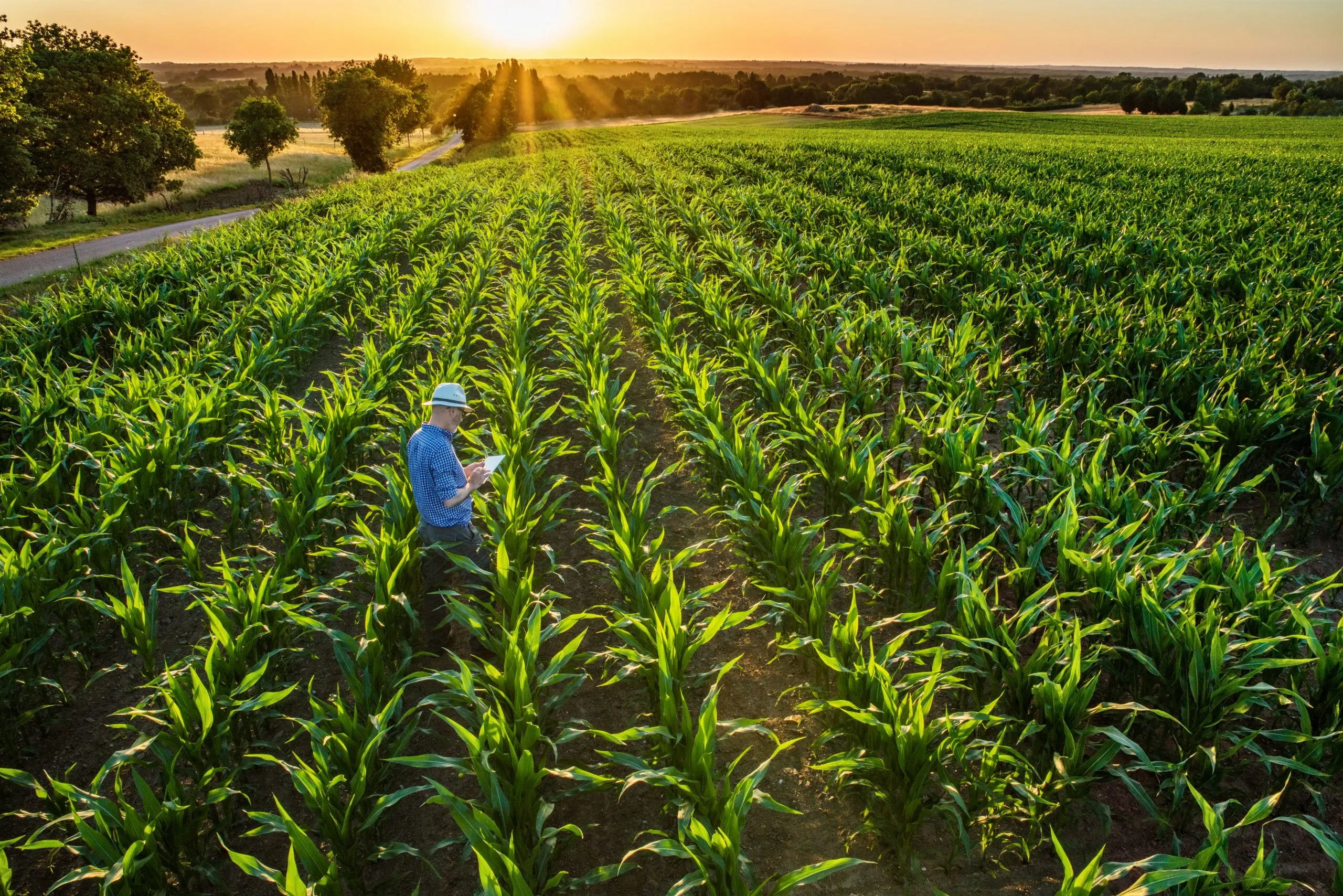 Farmer in field
